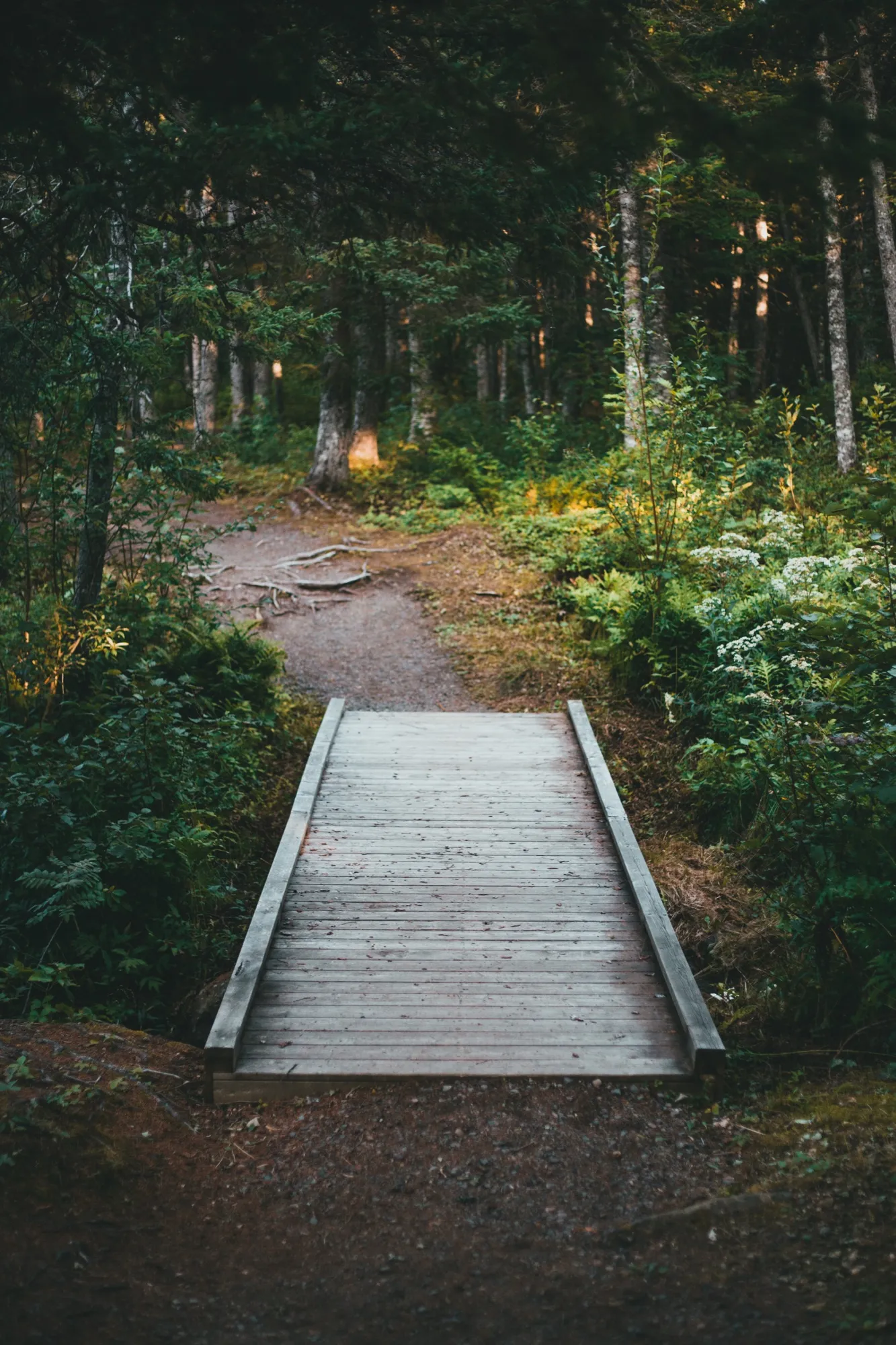 A wooden footbridge on a gravel trail through dense spruce forest