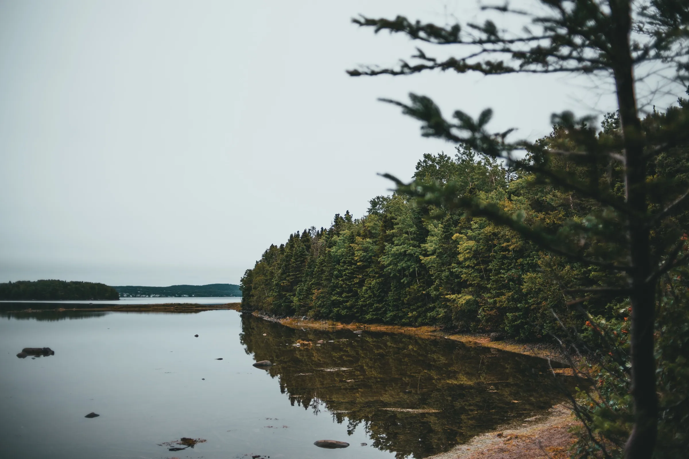 The quiet water of the Southwest Brook estuary edged by spruce
